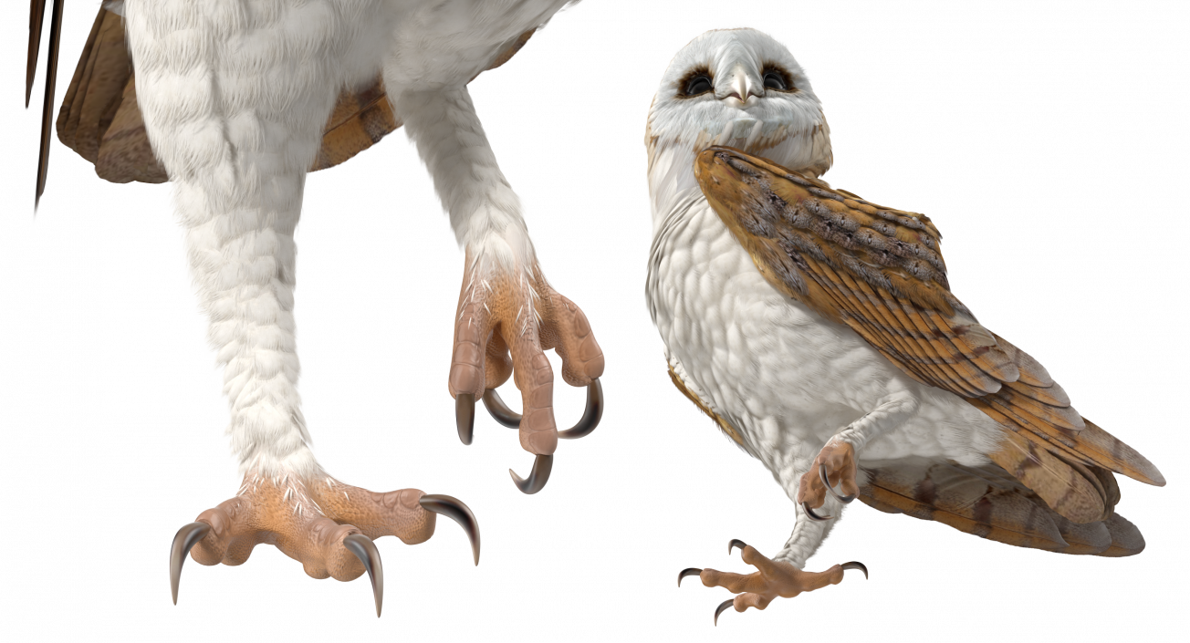 Barn Owl Standing 3D