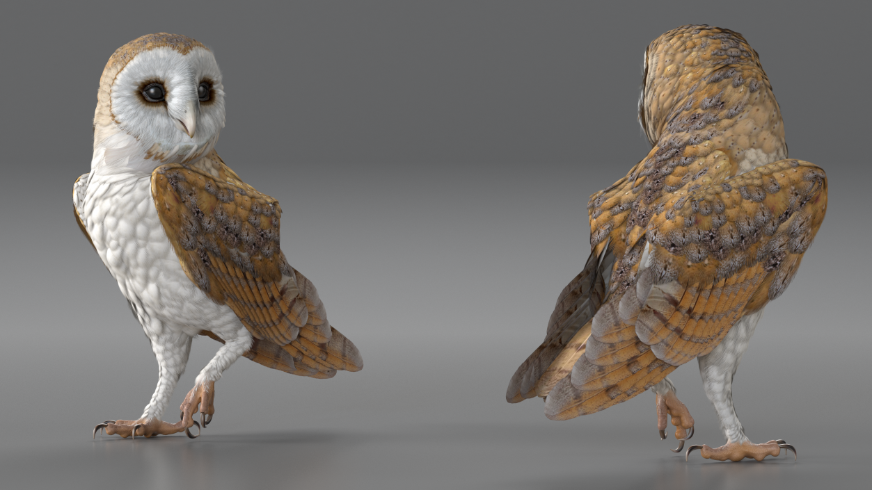 Barn Owl Standing 3D