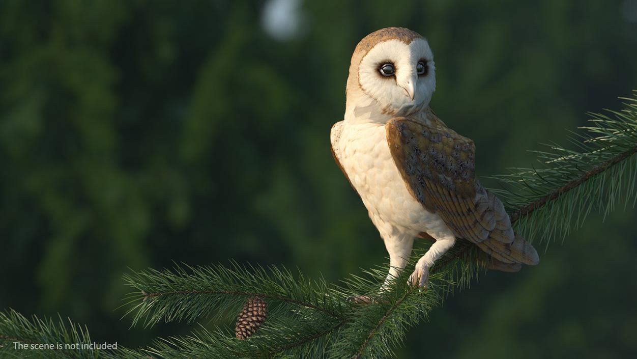 Barn Owl Standing 3D