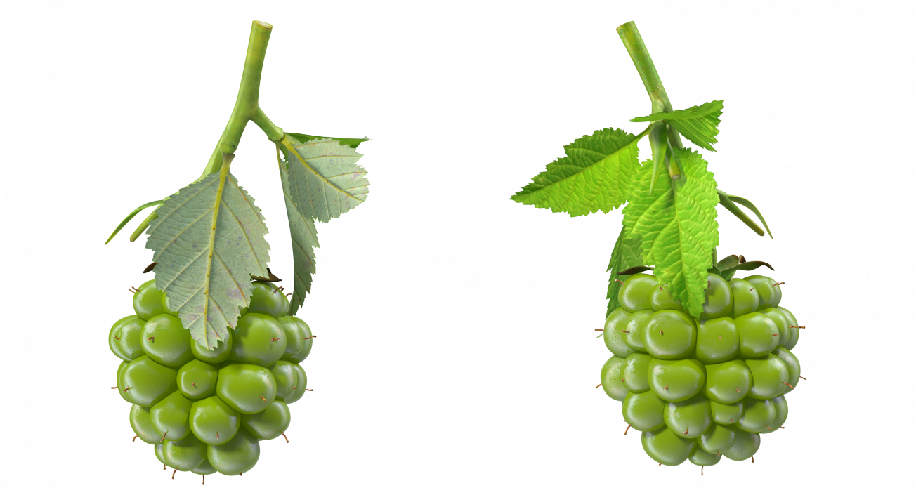 3D model Unripe Green Blackberry with Leaves