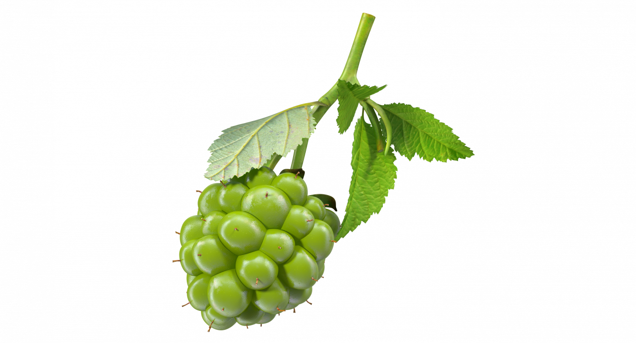 3D model Unripe Green Blackberry with Leaves