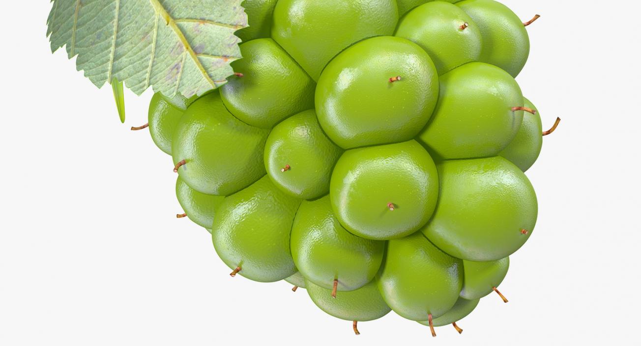 3D model Unripe Green Blackberry with Leaves