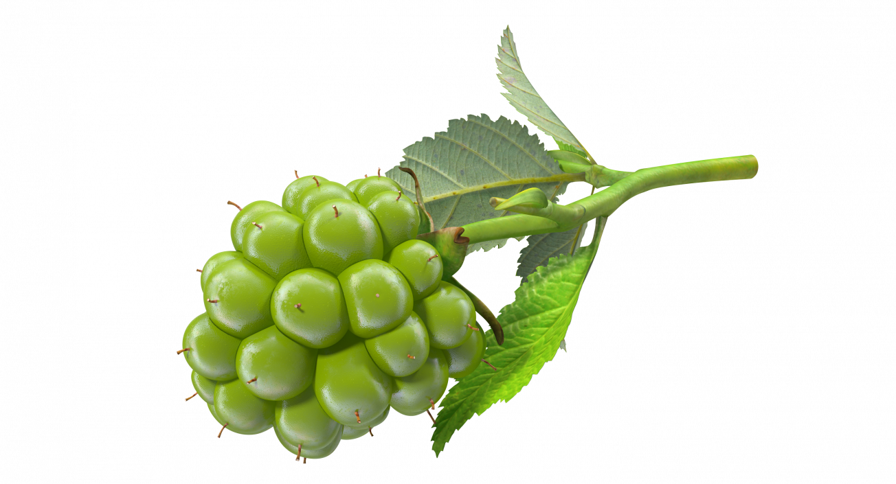 3D model Unripe Green Blackberry with Leaves