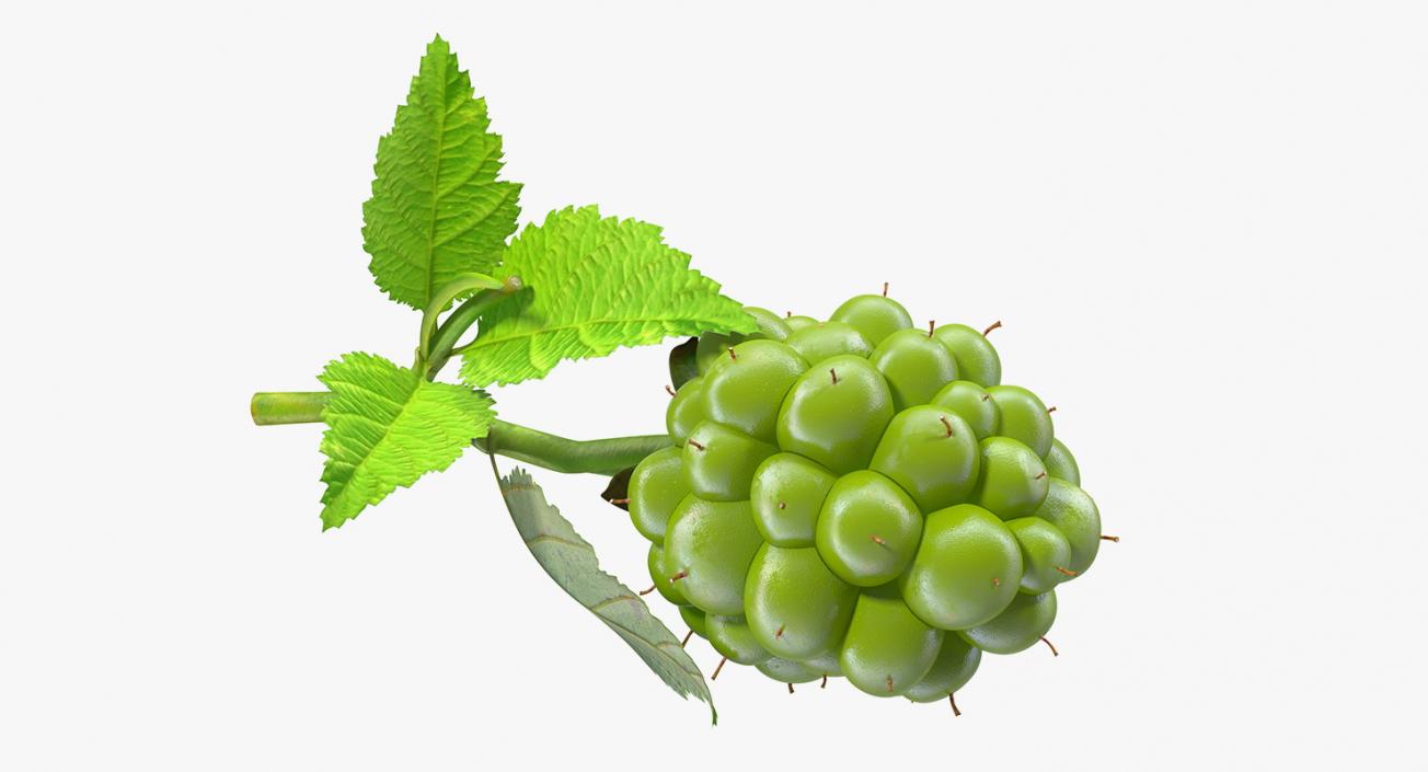 3D model Unripe Green Blackberry with Leaves