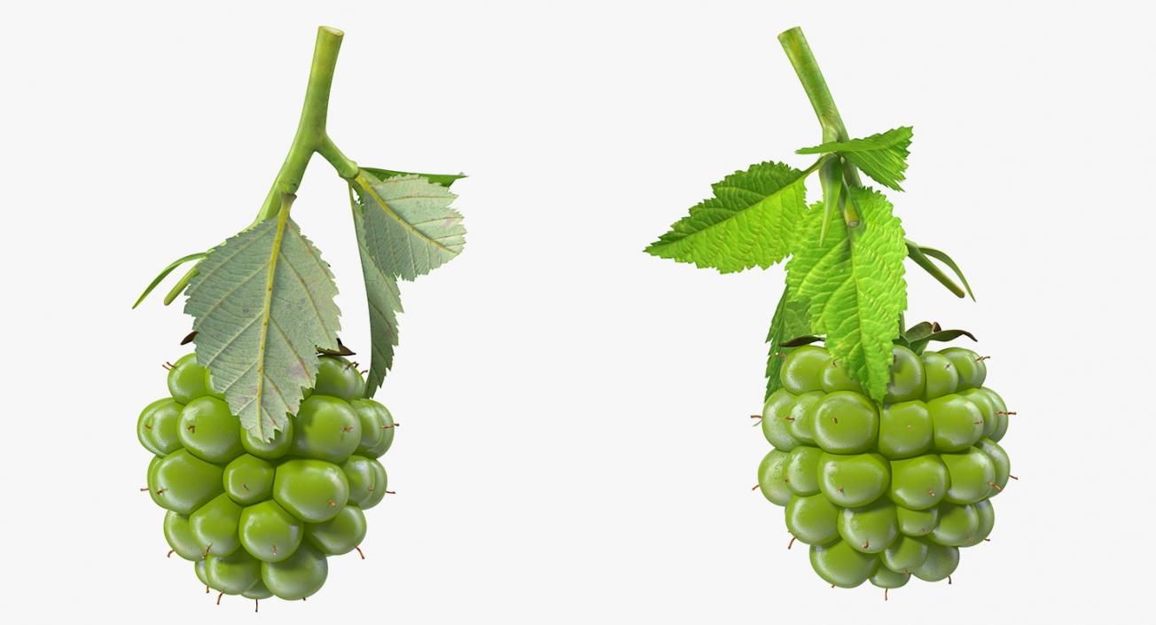 3D model Unripe Green Blackberry with Leaves