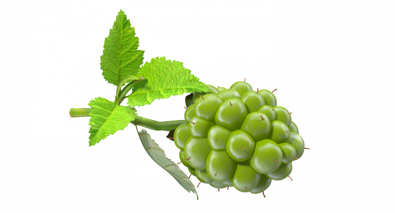 3D model Unripe Green Blackberry with Leaves