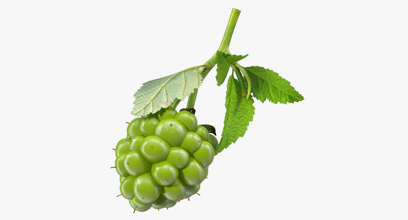 3D model Unripe Green Blackberry with Leaves