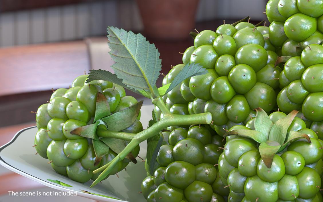 3D model Unripe Green Blackberry with Leaves