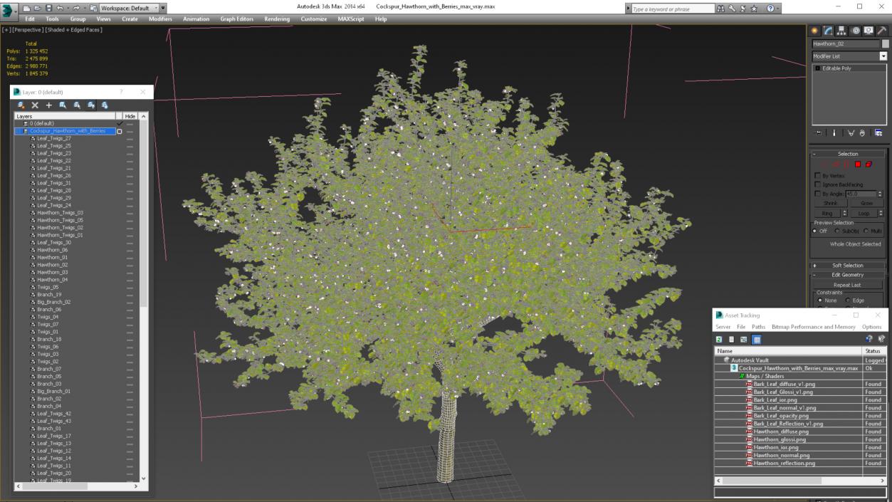 3D model Cockspur Hawthorn with Berries