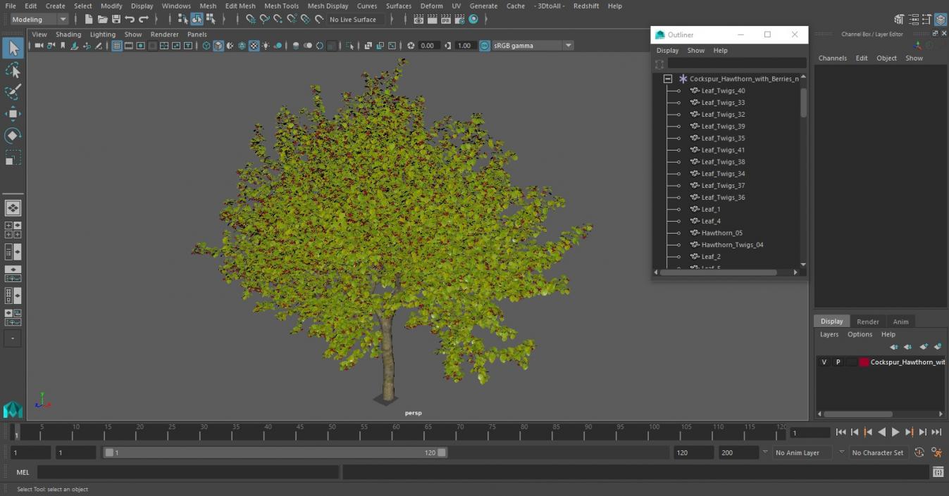 3D model Cockspur Hawthorn with Berries