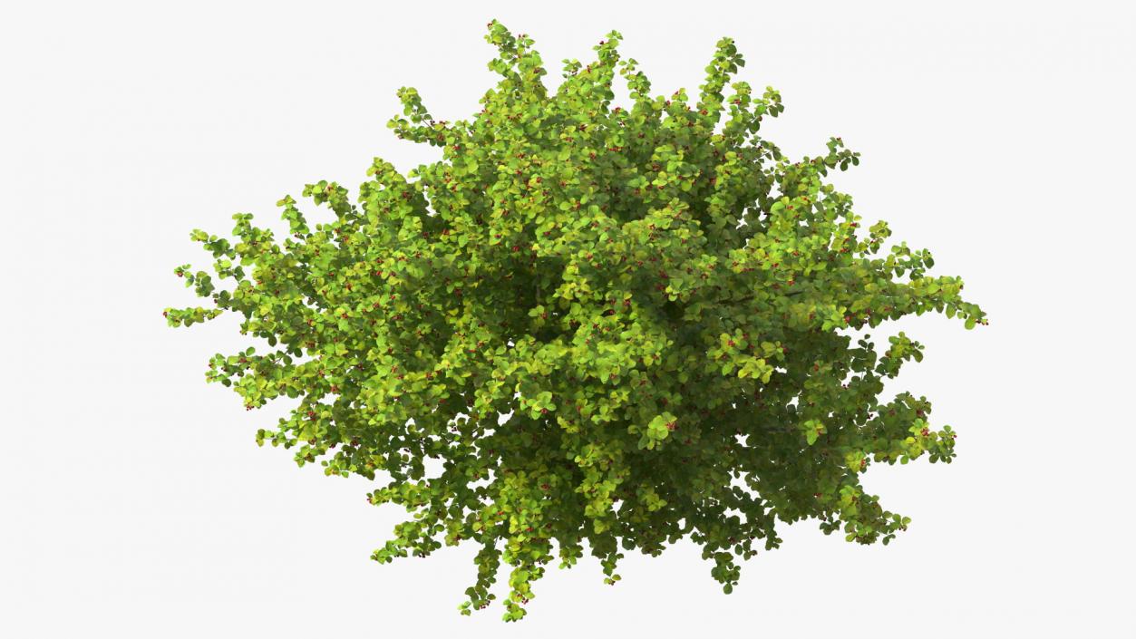 3D model Cockspur Hawthorn with Berries