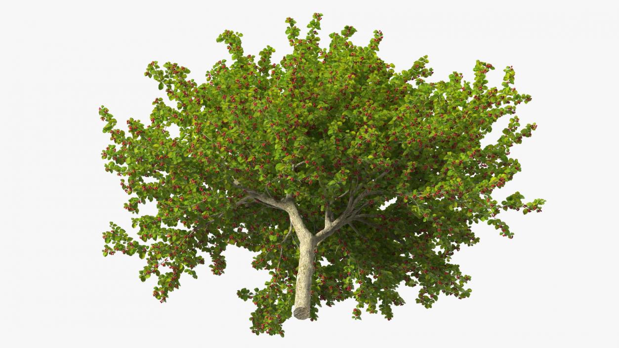 3D model Cockspur Hawthorn with Berries