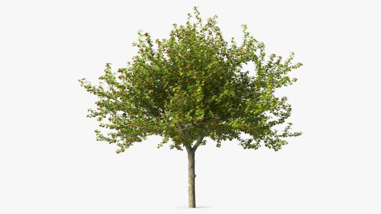 3D model Cockspur Hawthorn with Berries