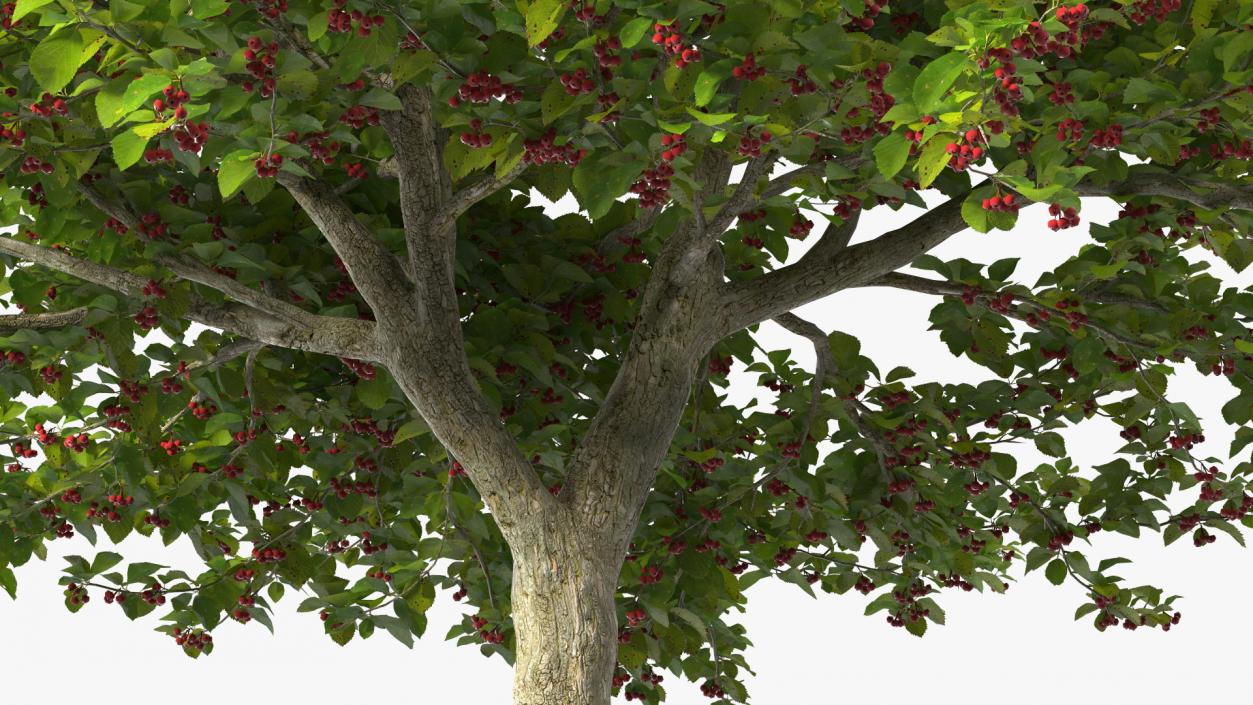 3D model Cockspur Hawthorn with Berries