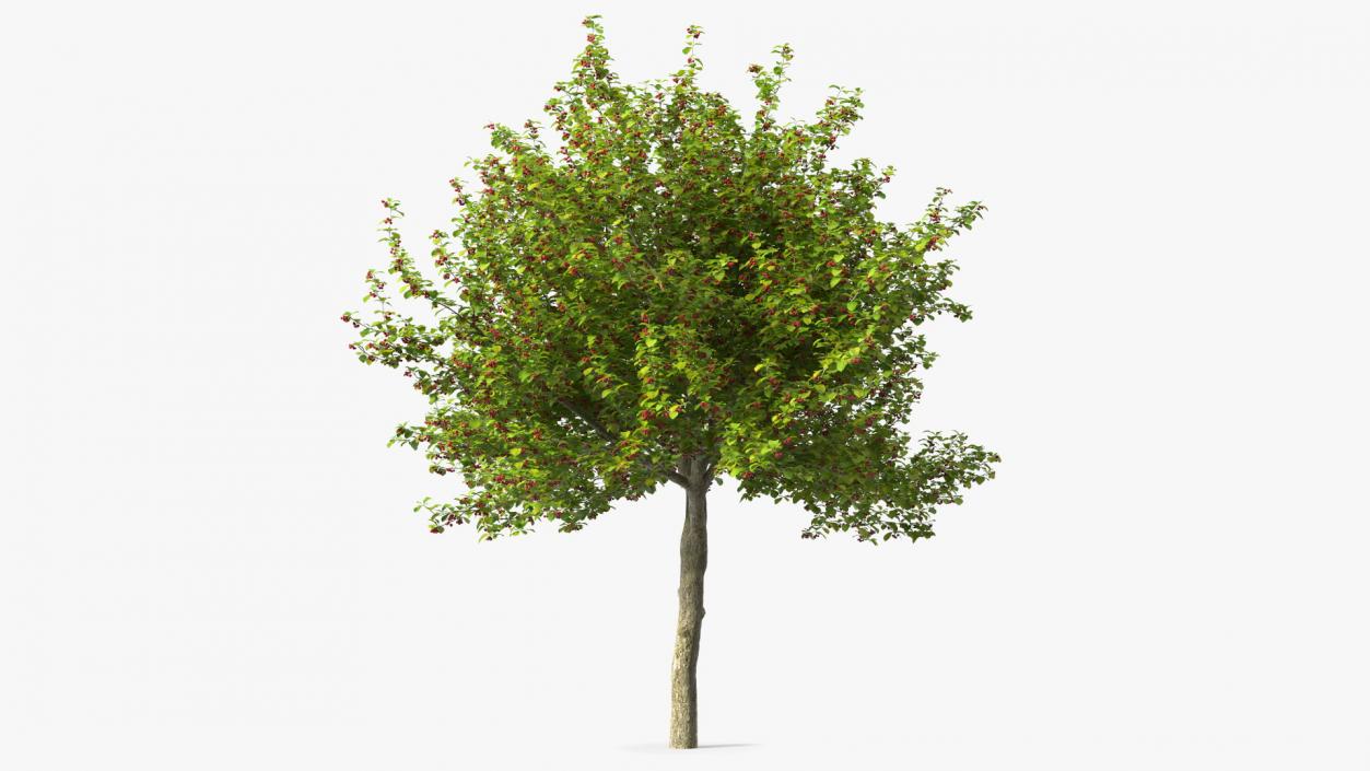 3D model Cockspur Hawthorn with Berries