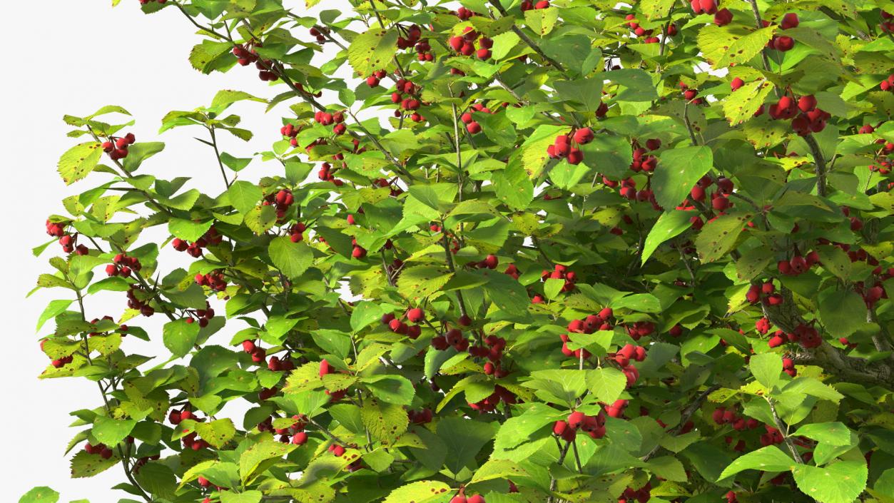 3D model Cockspur Hawthorn with Berries