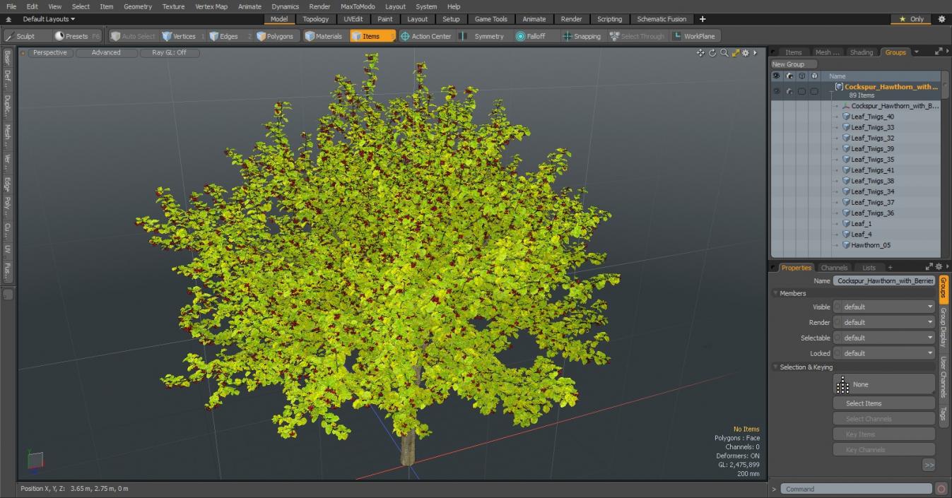 3D model Cockspur Hawthorn with Berries