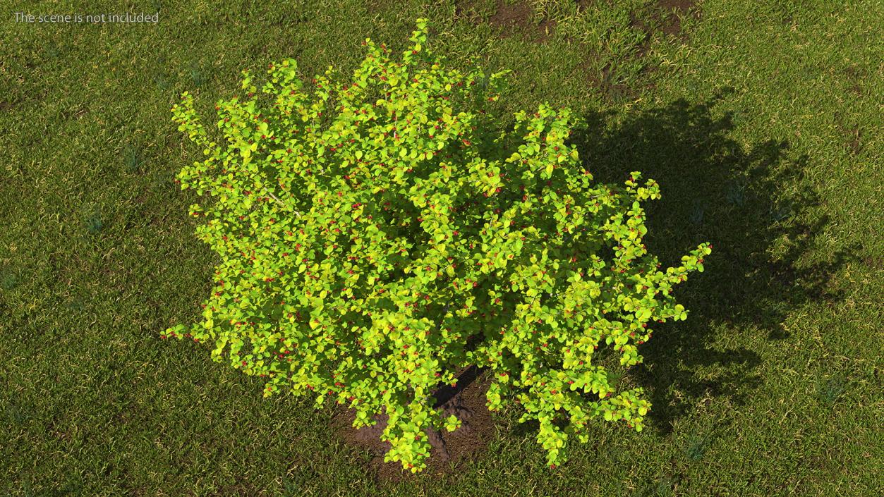 3D model Cockspur Hawthorn with Berries