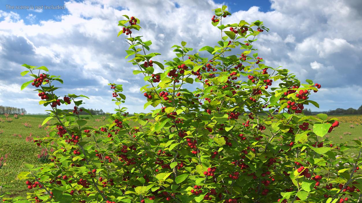 3D model Cockspur Hawthorn with Berries