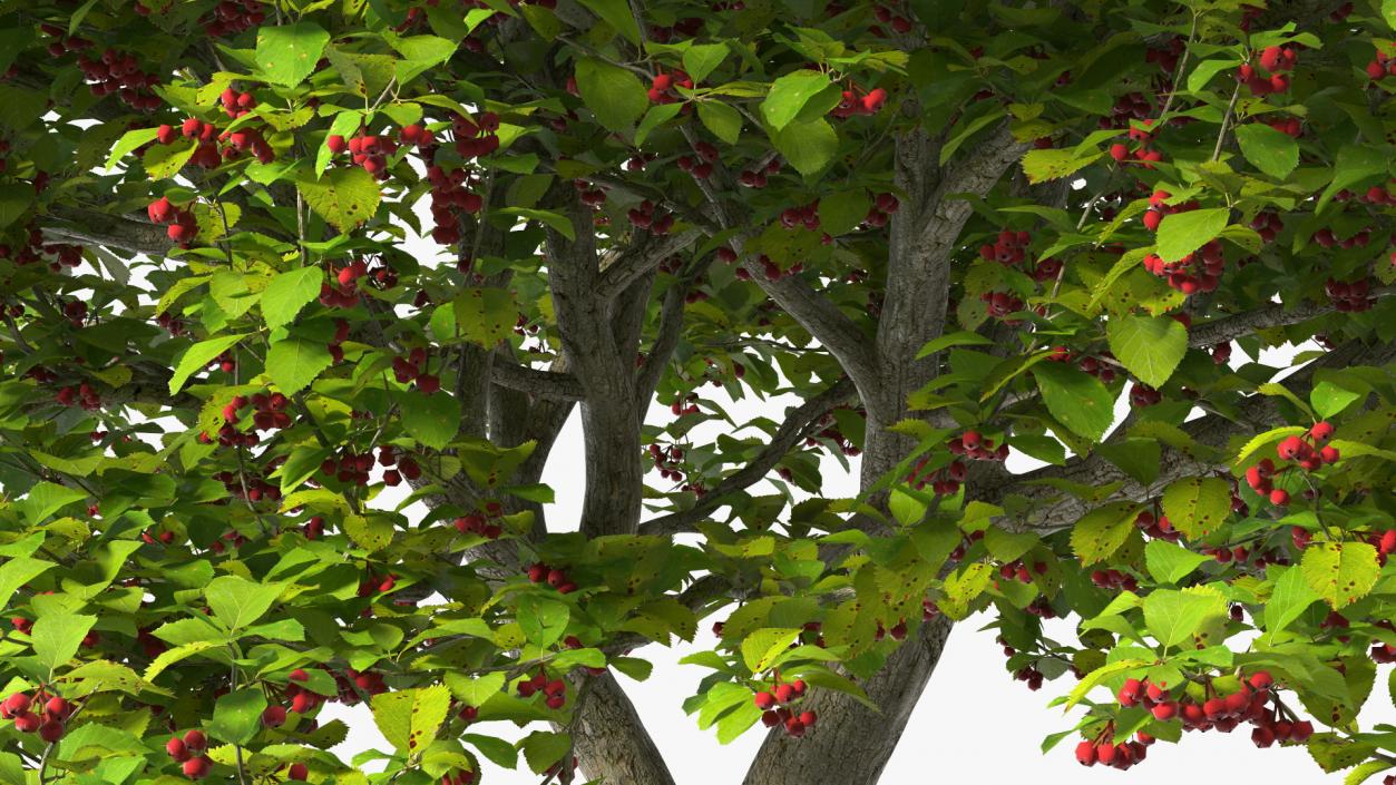 3D model Cockspur Hawthorn with Berries