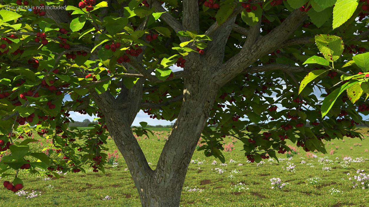 3D model Cockspur Hawthorn with Berries