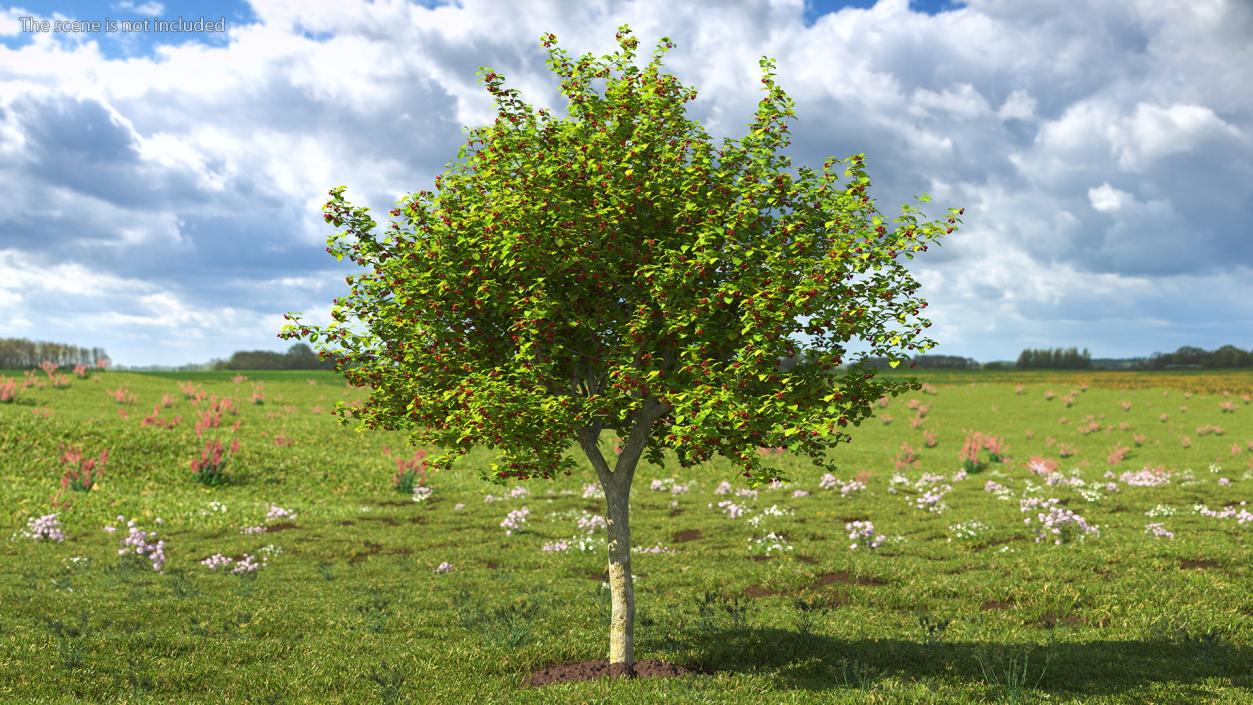 3D model Cockspur Hawthorn with Berries