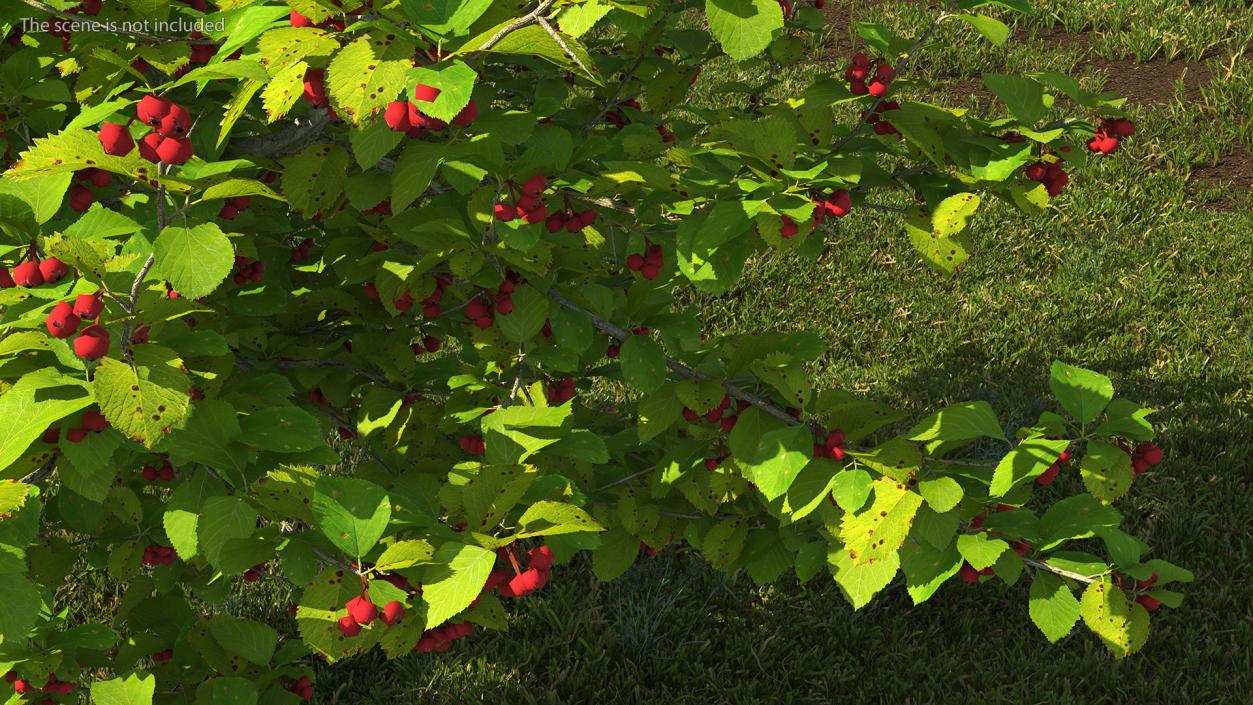 3D model Cockspur Hawthorn with Berries