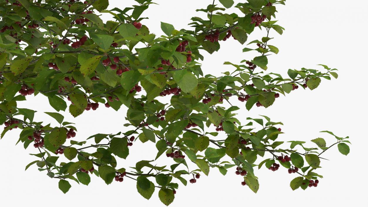 3D model Cockspur Hawthorn with Berries