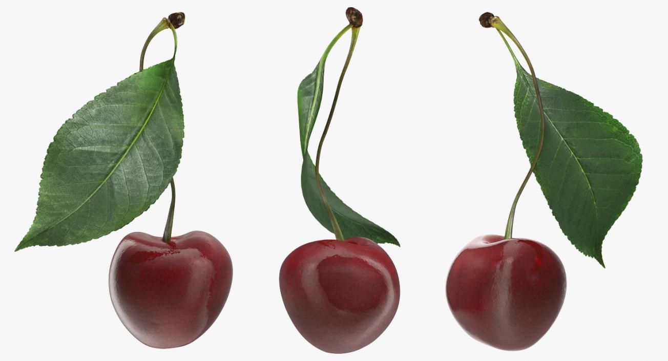 3D Sour Cherry with Leaf