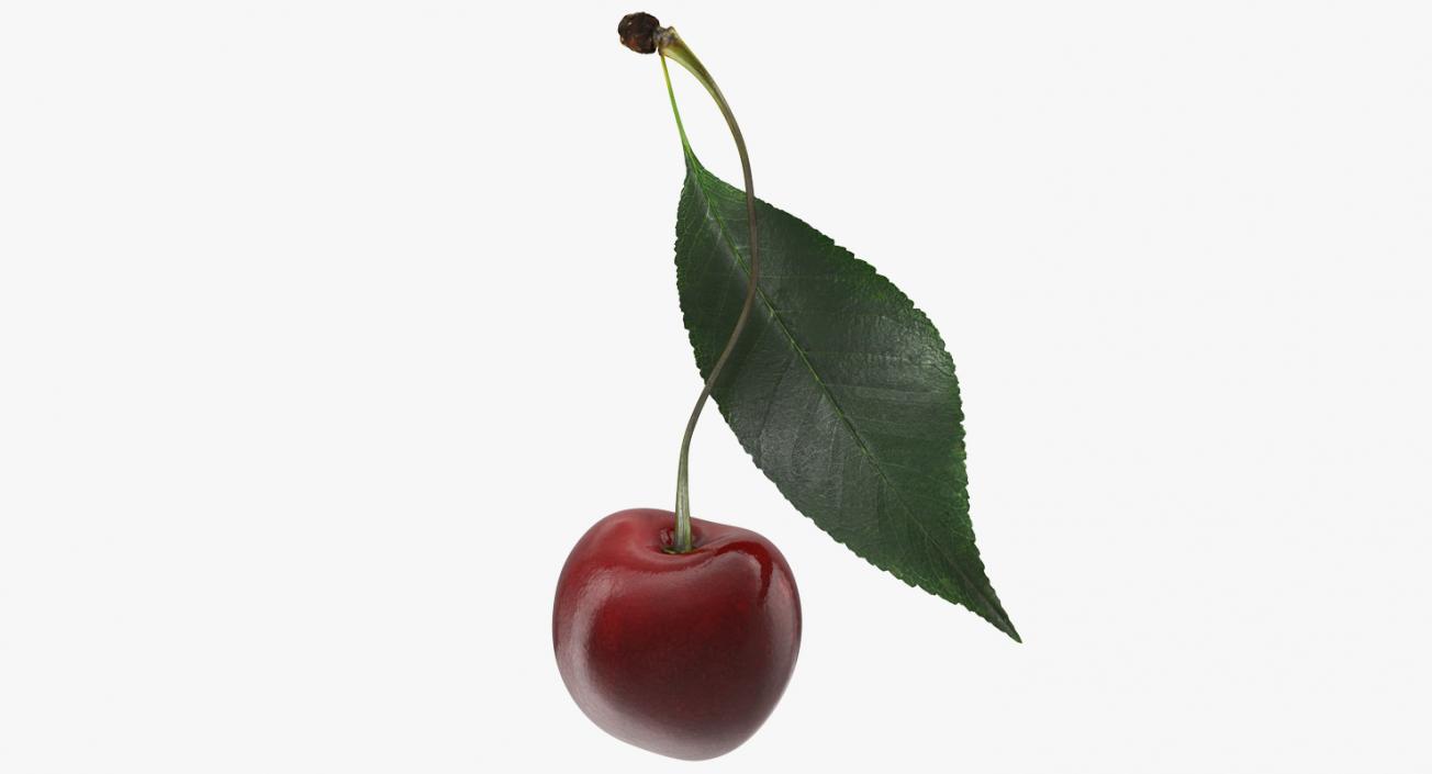 3D Sour Cherry with Leaf