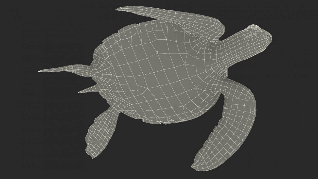 3D Realistic Green Sea Turtle