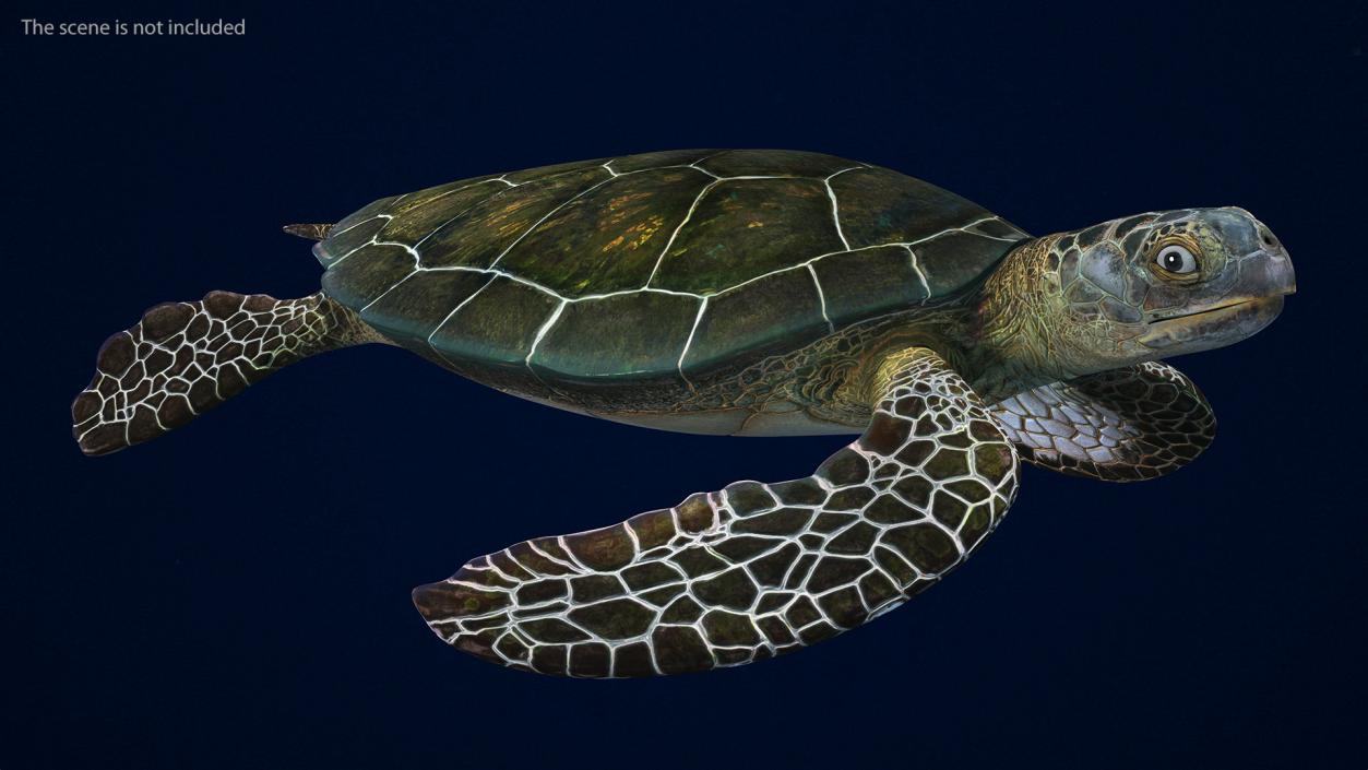 3D Realistic Green Sea Turtle