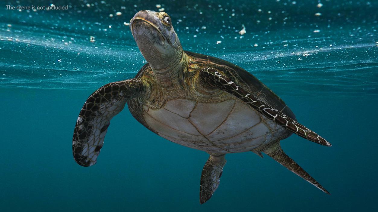 3D Realistic Green Sea Turtle