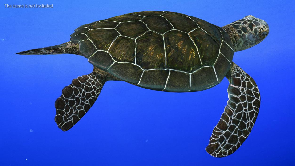 3D Realistic Green Sea Turtle