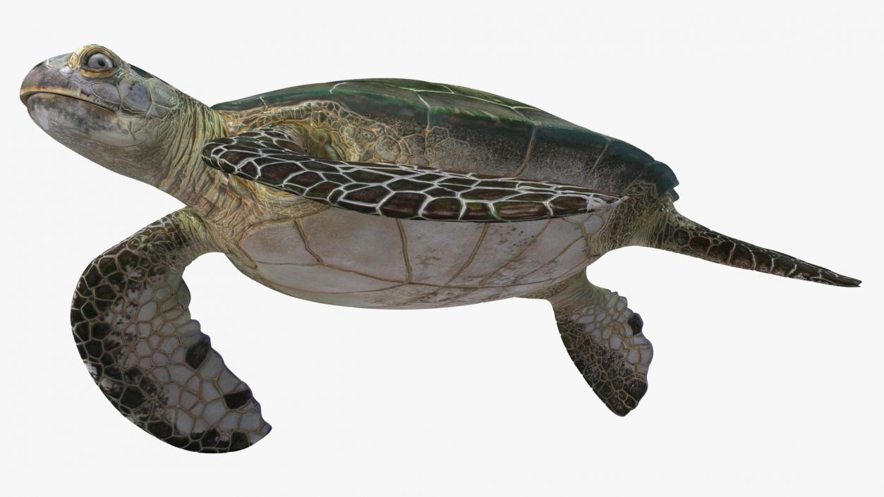 3D Realistic Green Sea Turtle