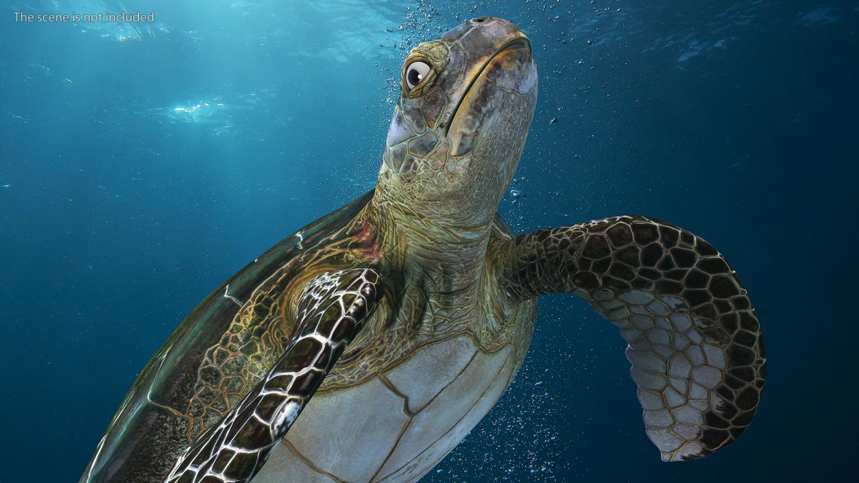 3D Realistic Green Sea Turtle