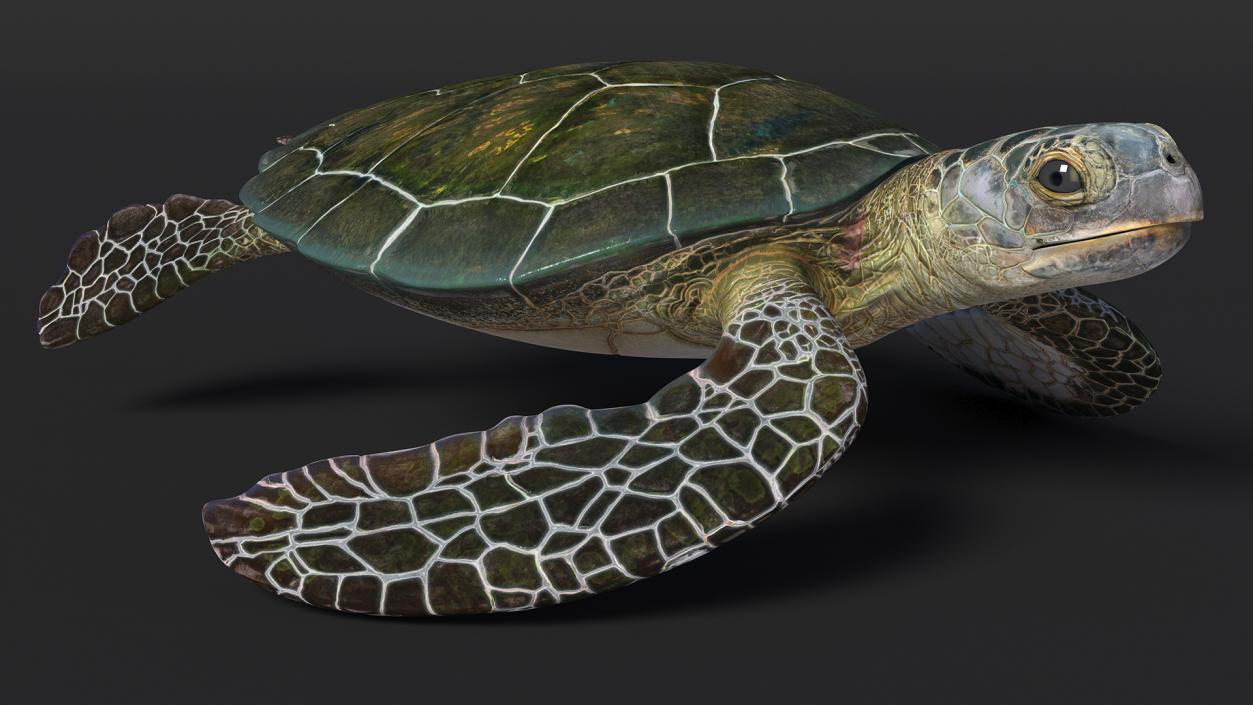 3D Realistic Green Sea Turtle