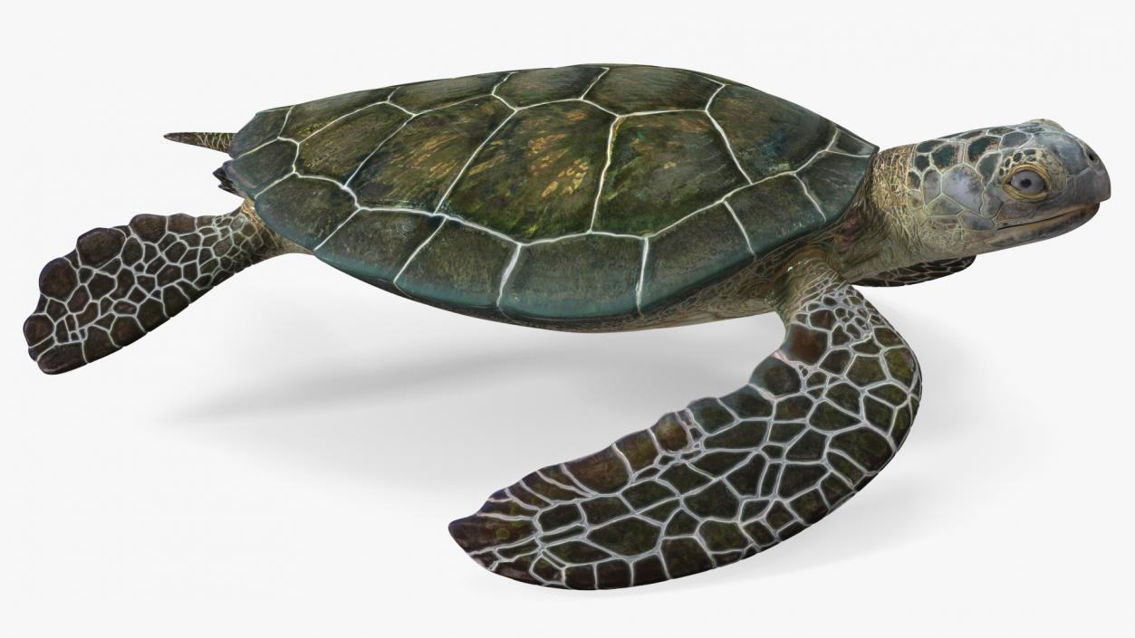 3D Realistic Green Sea Turtle