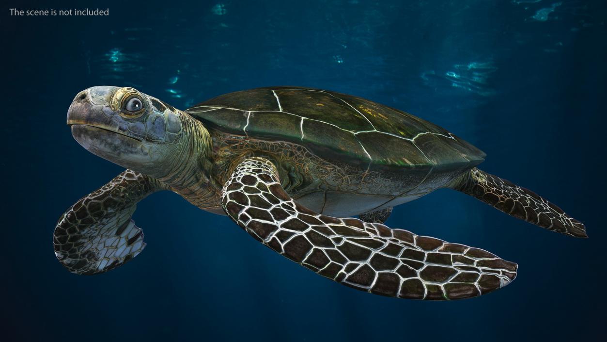 3D Realistic Green Sea Turtle