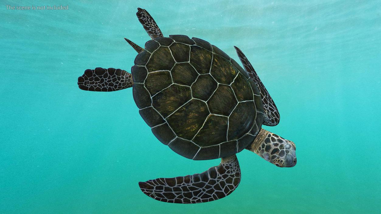 3D Realistic Green Sea Turtle