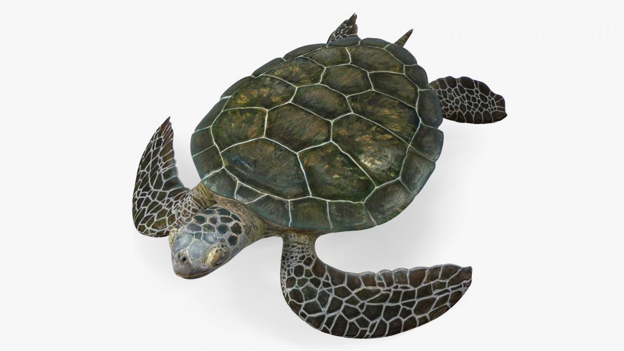 3D Realistic Green Sea Turtle