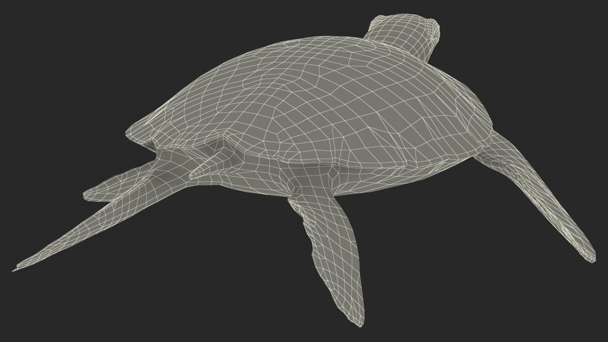 3D Realistic Green Sea Turtle