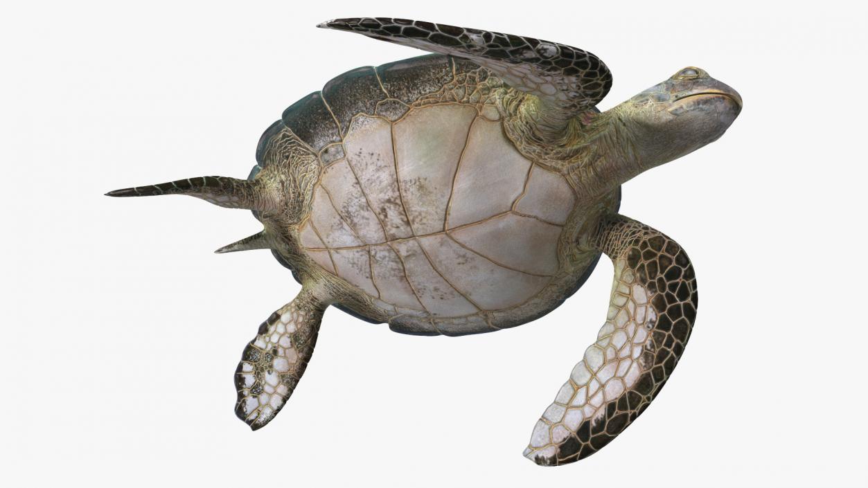 3D Realistic Green Sea Turtle