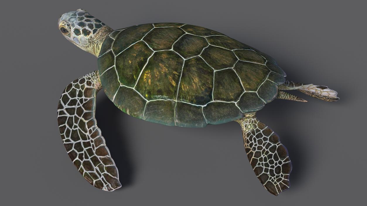 3D Realistic Green Sea Turtle