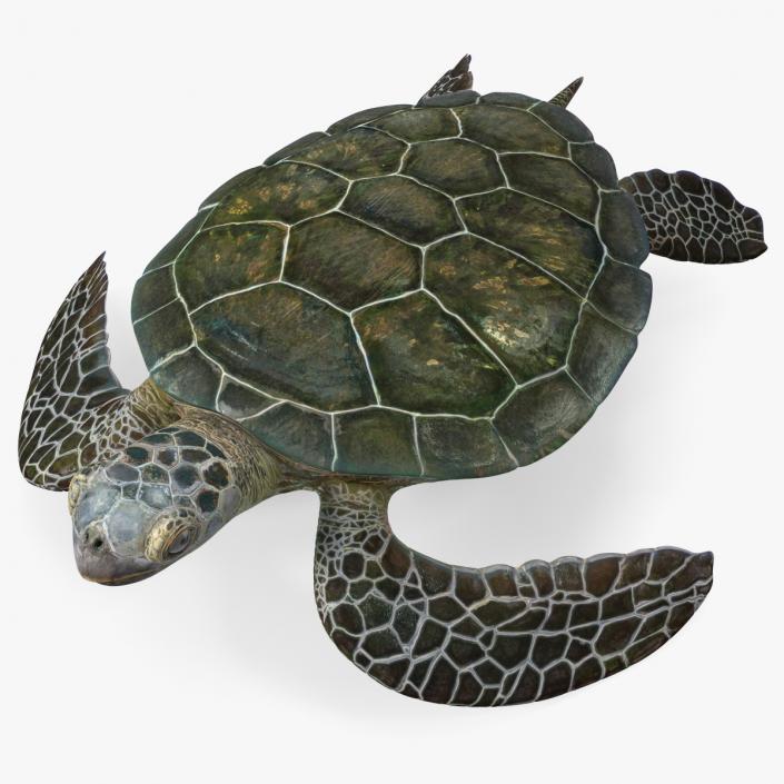 3D Realistic Green Sea Turtle