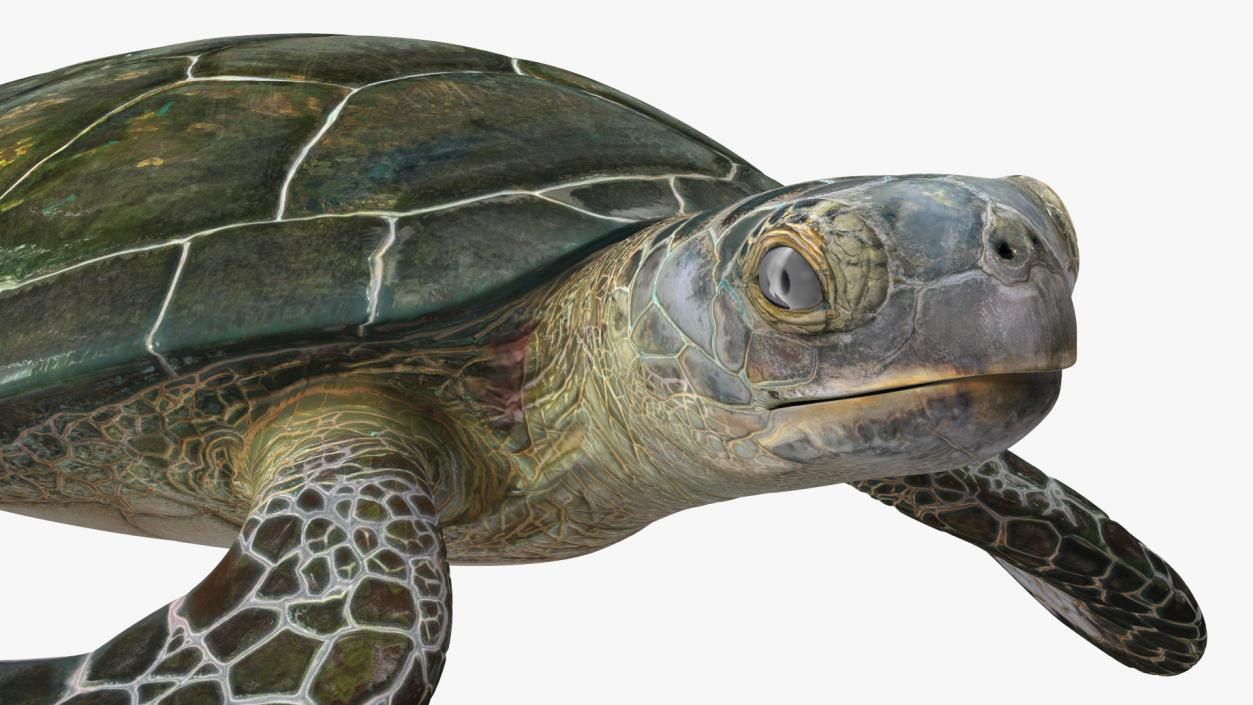 3D Realistic Green Sea Turtle