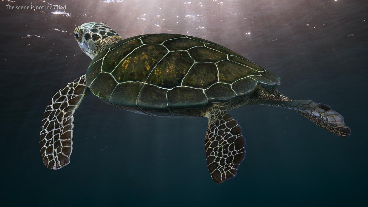 3D Realistic Green Sea Turtle