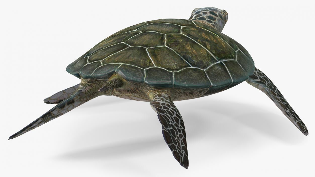 3D Realistic Green Sea Turtle