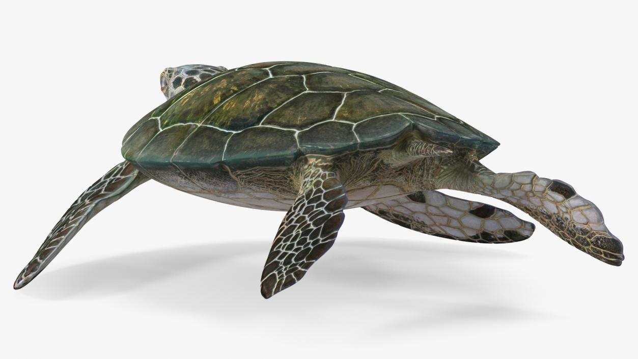 3D Realistic Green Sea Turtle