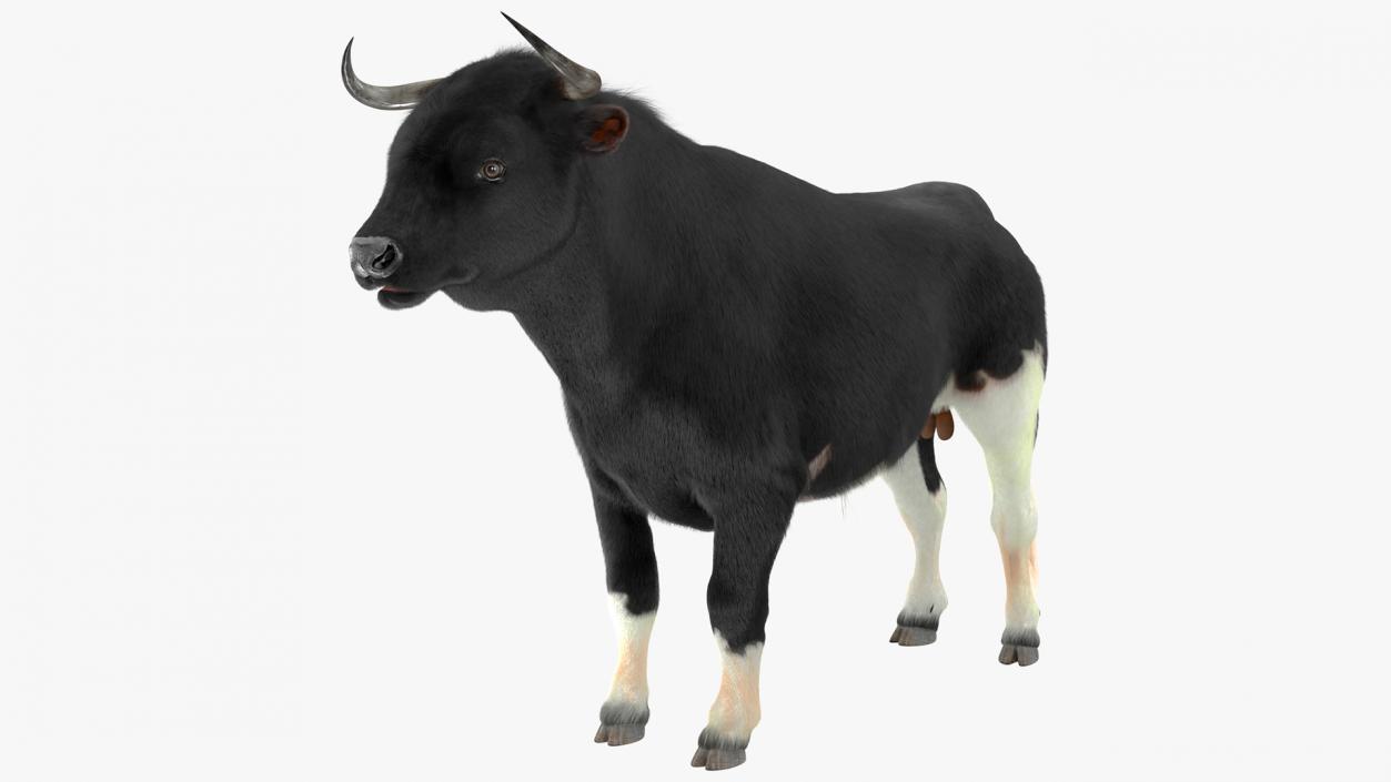 Black Bull Fur 3D model